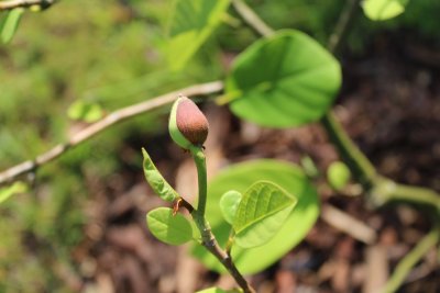 Magnolia Wilsonii - šácholan Wilsonův - poupě a list